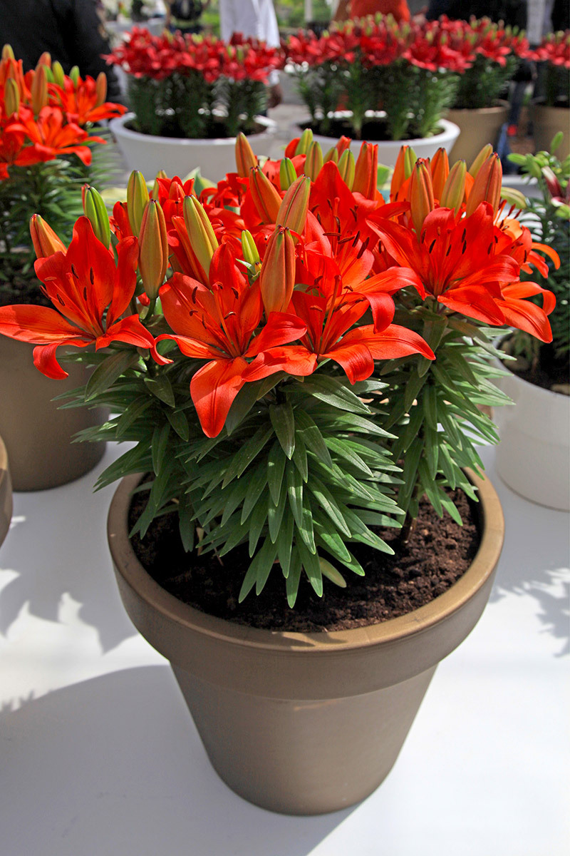 flowers / resourceful flowers