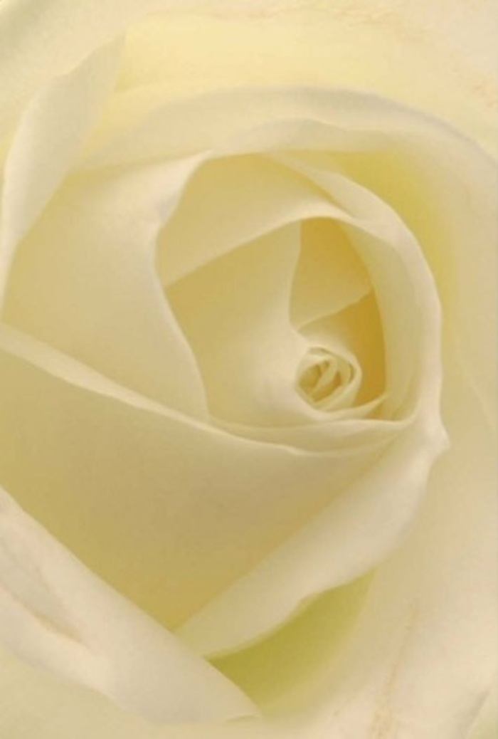 Viewed up close through the eyes of a Colindale florist, this classic white rose captivates with its tranquil layering and gentle luminosity. Every petal, a blend of cream and soft white, appears to glow as if the bloom is softly illuminated from within, much like the golden light that warms Silk Stream Park at dawn. The spiral core of the rose is almost mathematically precise, suggesting both purity and quiet strength-a thoughtful choice for those tender occasions where emotions run deep. The interplay of gentle shadows and subtle gradations in color imbues the flower with an understated elegance, a testament to the artistry practiced daily at Colindale Flowers. The texture shimmers between matte and satin, and you can almost sense the clean, soothing fragrance that fills the air in this florist's shop on a peaceful afternoon. This rose, woven into heartfelt arrangements for weddings, apologies, or commemorations, radiates a spirit of serenity-its natural beauty elevated by the hands of a craftsman who understands both flowers and the bonds they nurture within the Colindale community.